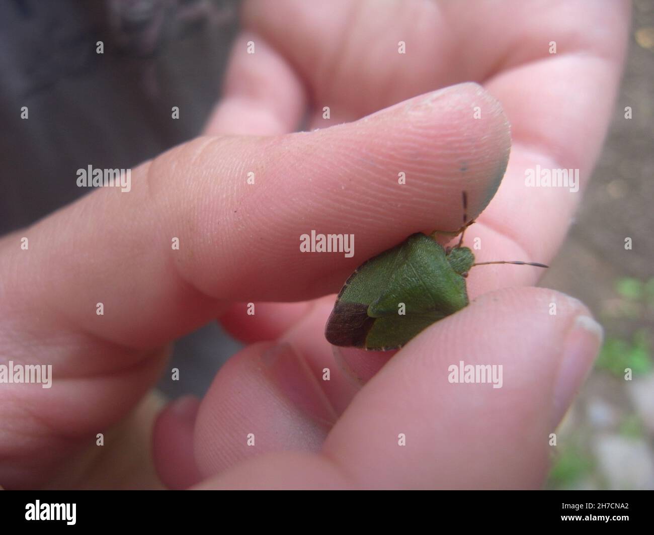 Green shield bug, Common green shield bug (Palomena prasina), between two fingers, view from above, Germany Stock Photo