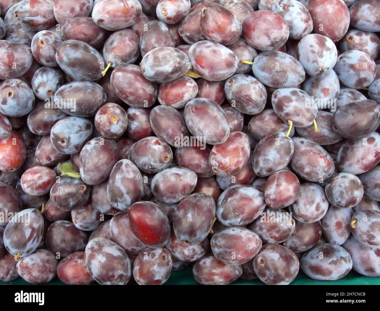 European plum (Prunus domestica), a heap of collected plums , Germany Stock Photo