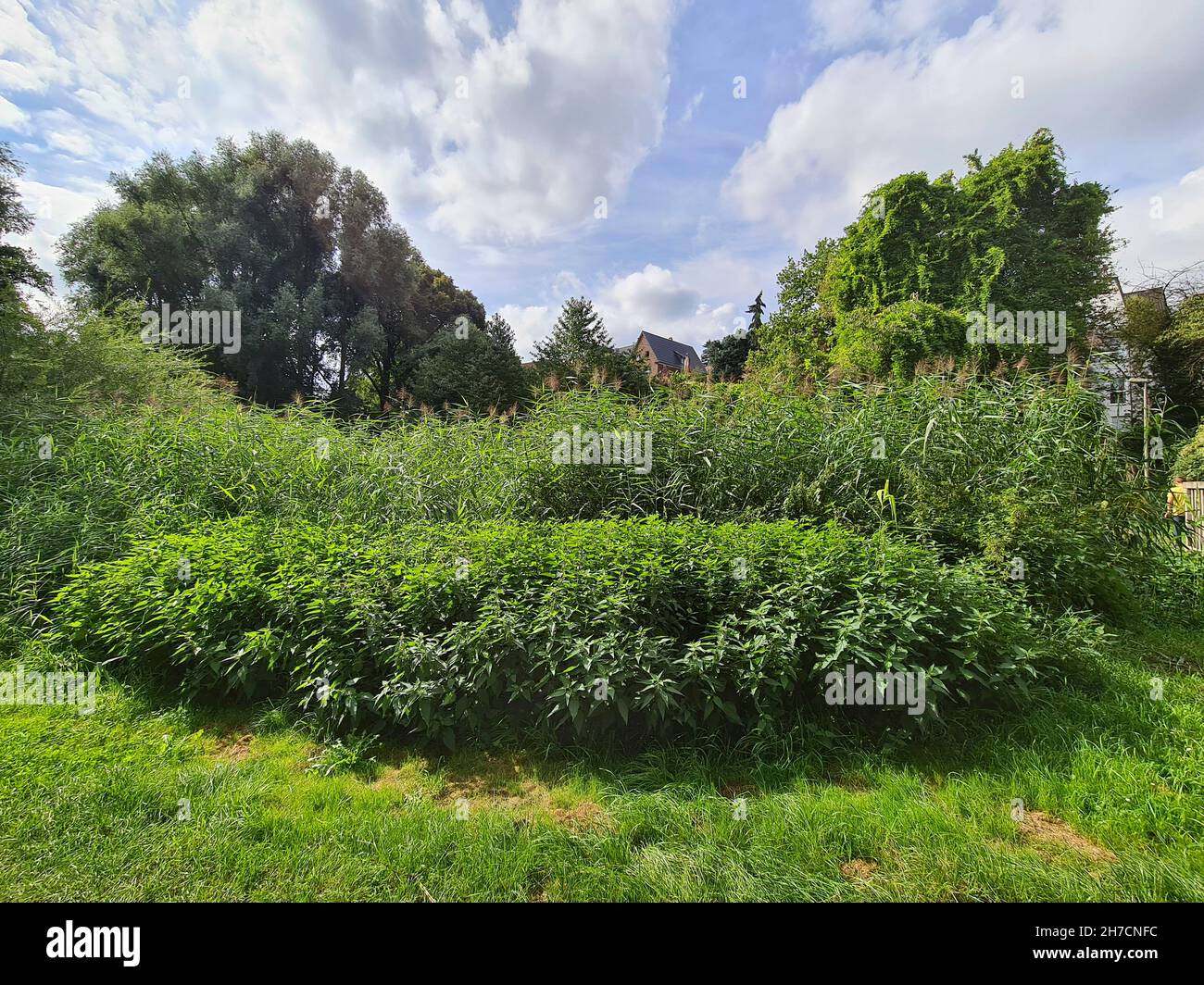 common nettle, stinging nettle, nettle leaf, nettle, stinger (Urtica dioica), eutrophic pond with reed an stinging nettles, Germany Stock Photo