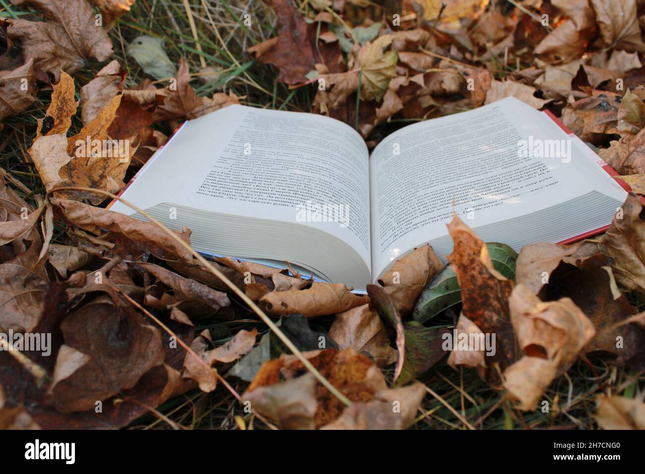 an open book on the ground. books on the background of the leaves. an autumn day in the forest perfect for reading Stock Photo