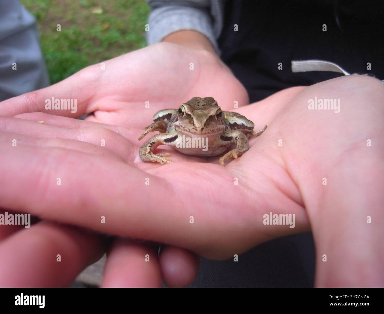 common frog, grass frog (Rana temporaria), in a hand, front view, Germany Stock Photo