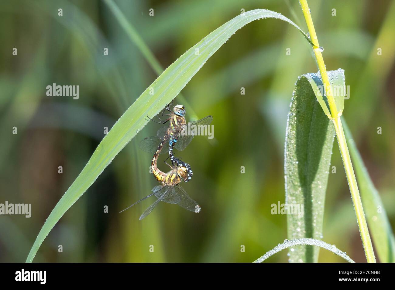 scarce aeshna, migrant hawker (Aeshna mixta), mating wheel on a blade of reed covered with dew, Germany, Bavaria Stock Photo
