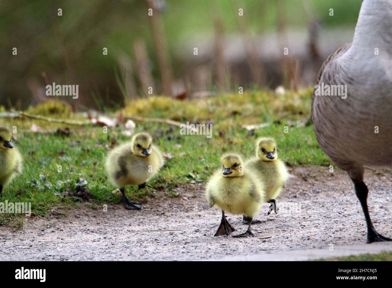 Canada goose (Branta canadensis), goslings cross a path next to their mother, Germany Stock Photo