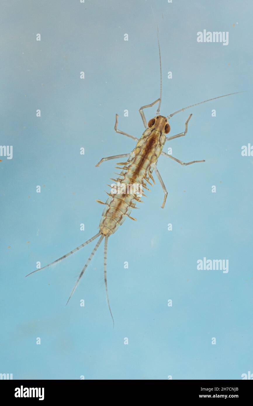 mayfly (Ephemera spec.), larva, Germany Stock Photo