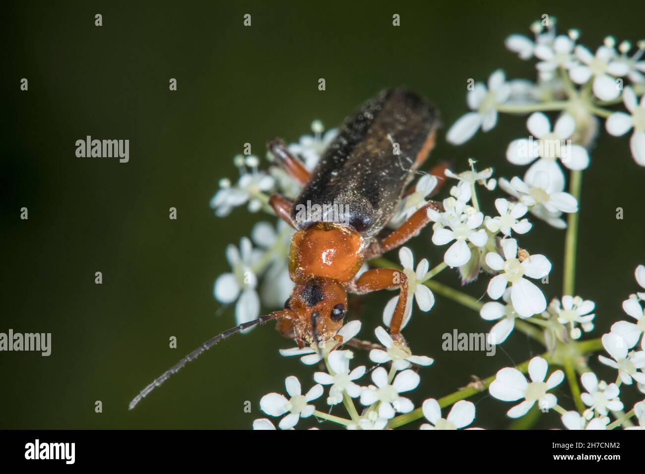 common cantharid, common soldier beetle (Cantharis fusca), sits on an inflorescence, Germany Stock Photo