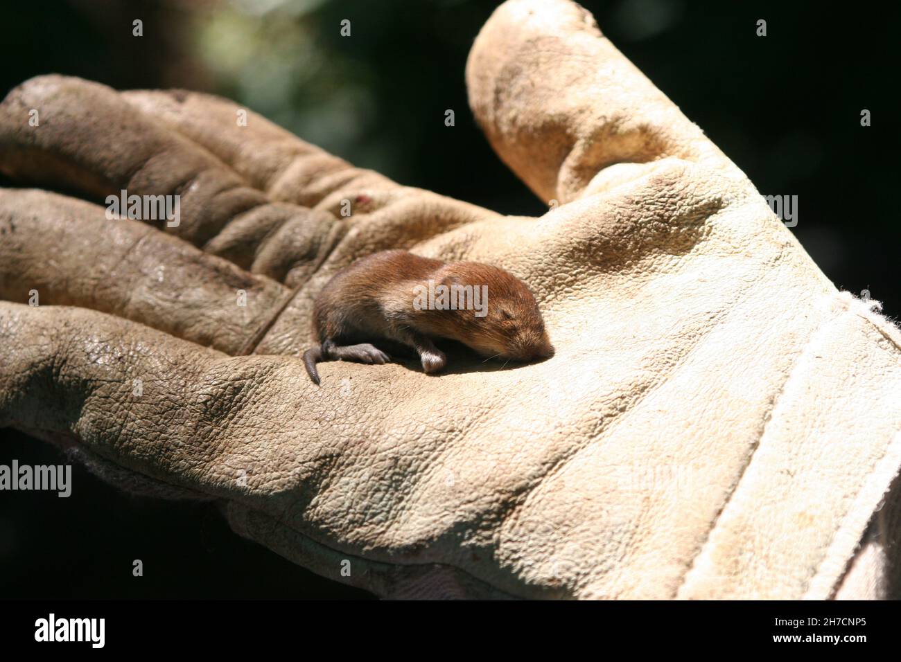 young vole in a hand with glove, Germany Stock Photo