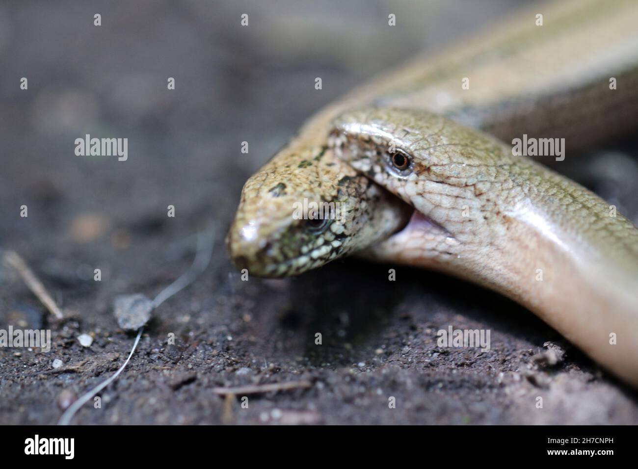 European slow worm, blindworm, slow worm (Anguis fragilis), mating bite into the head, Germany Stock Photo
