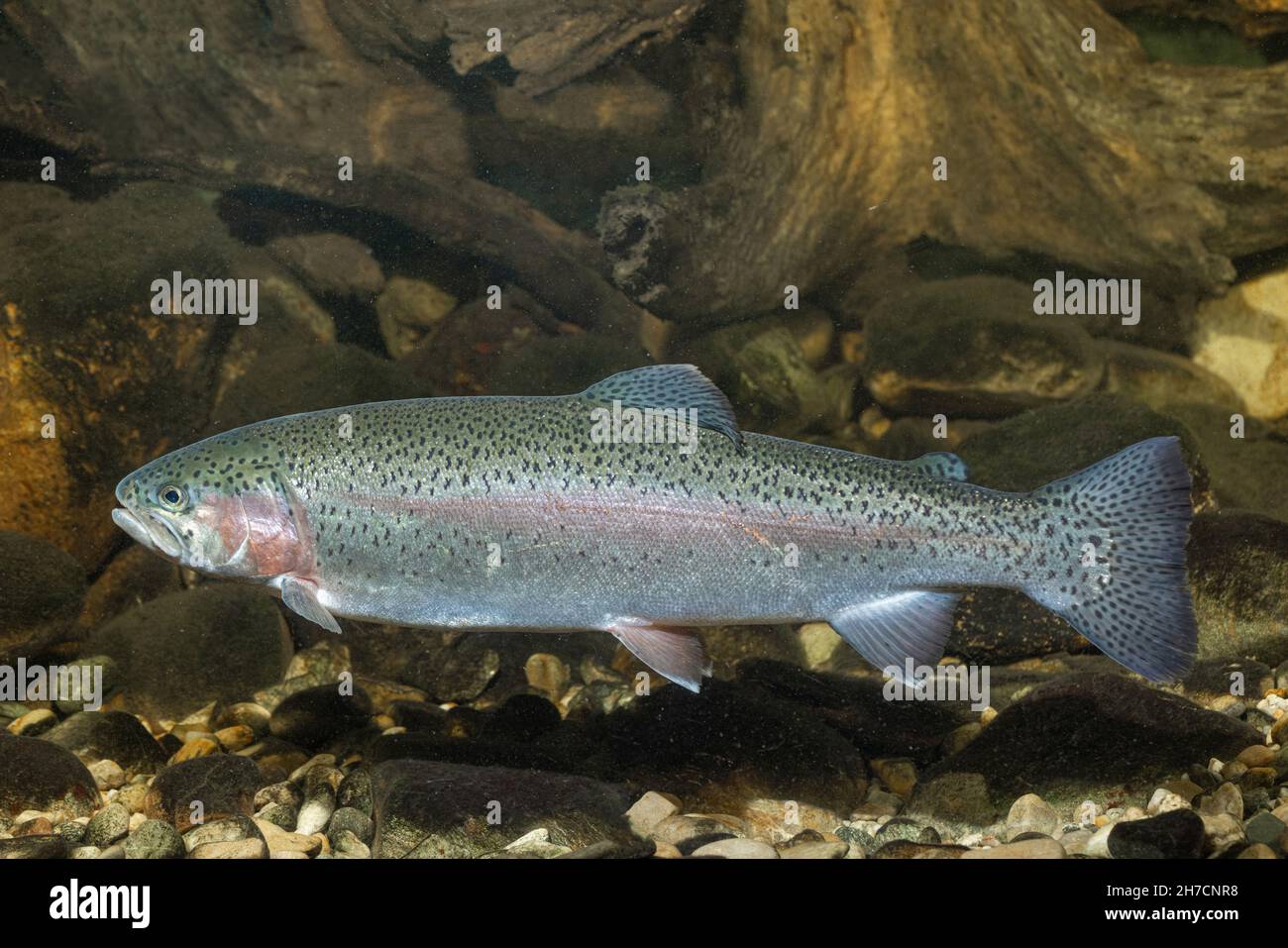 rainbow trout (Oncorhynchus mykiss, Salmo gairdneri), swimming, Germany Stock Photo