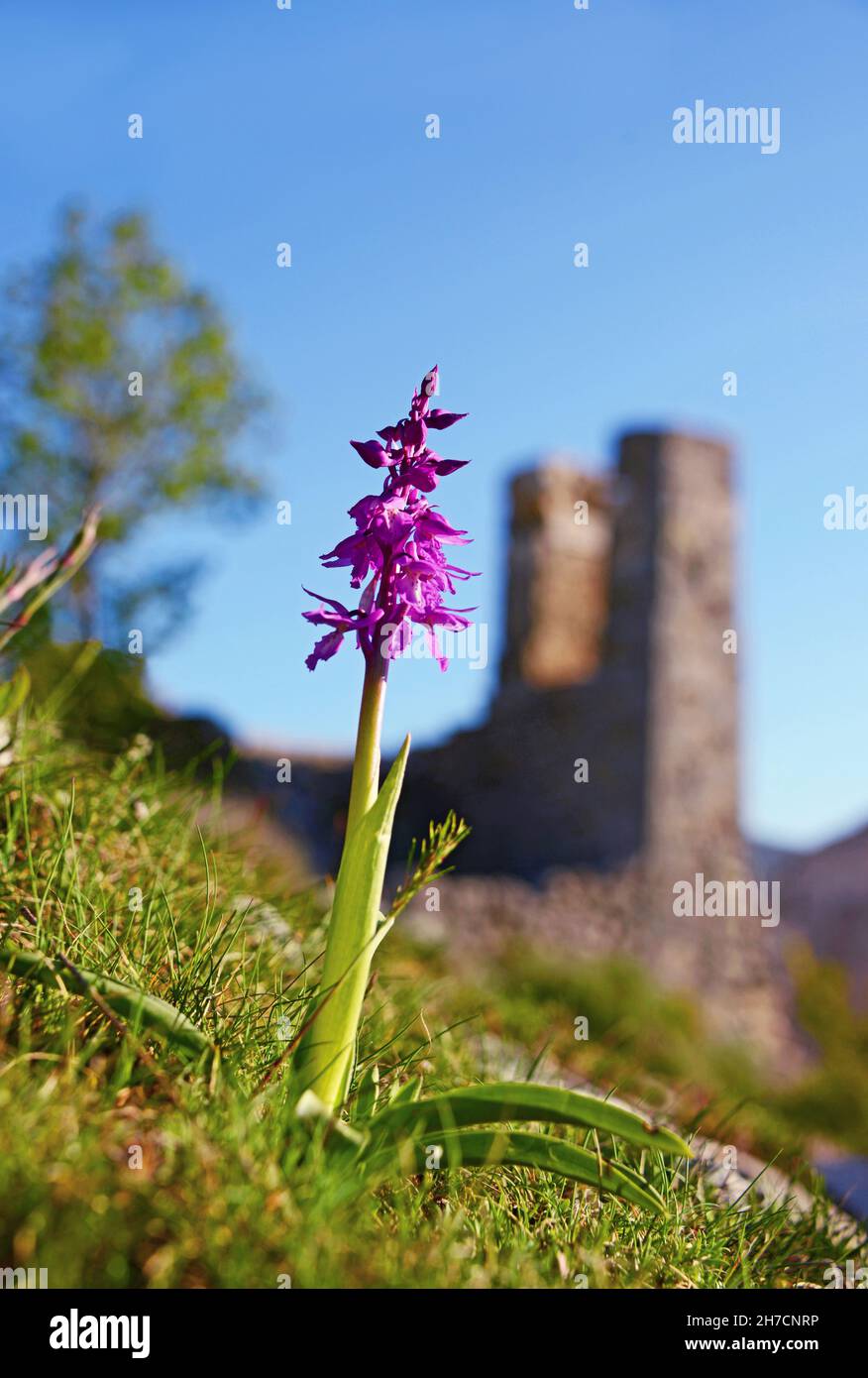 early-purple orchid (Orchis mascula), blooming orchid in front of the abandonned village of Chateauneuf les Moustiers, France, Alpes de Haute Stock Photo