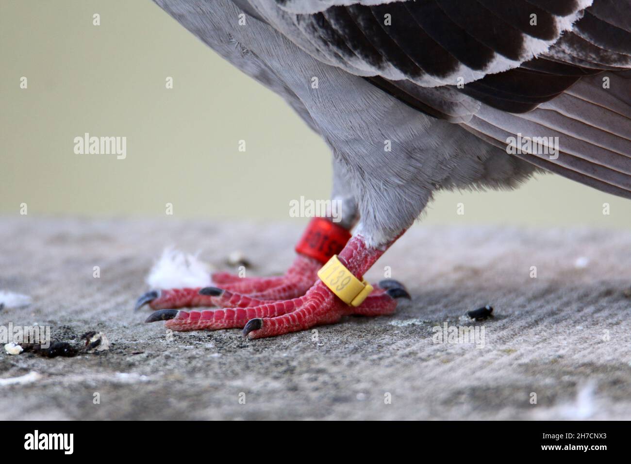 Domestic pigeon (Columba livia f. domestica), carrier pidgeon with coloured ringed feet, Germany Stock Photo