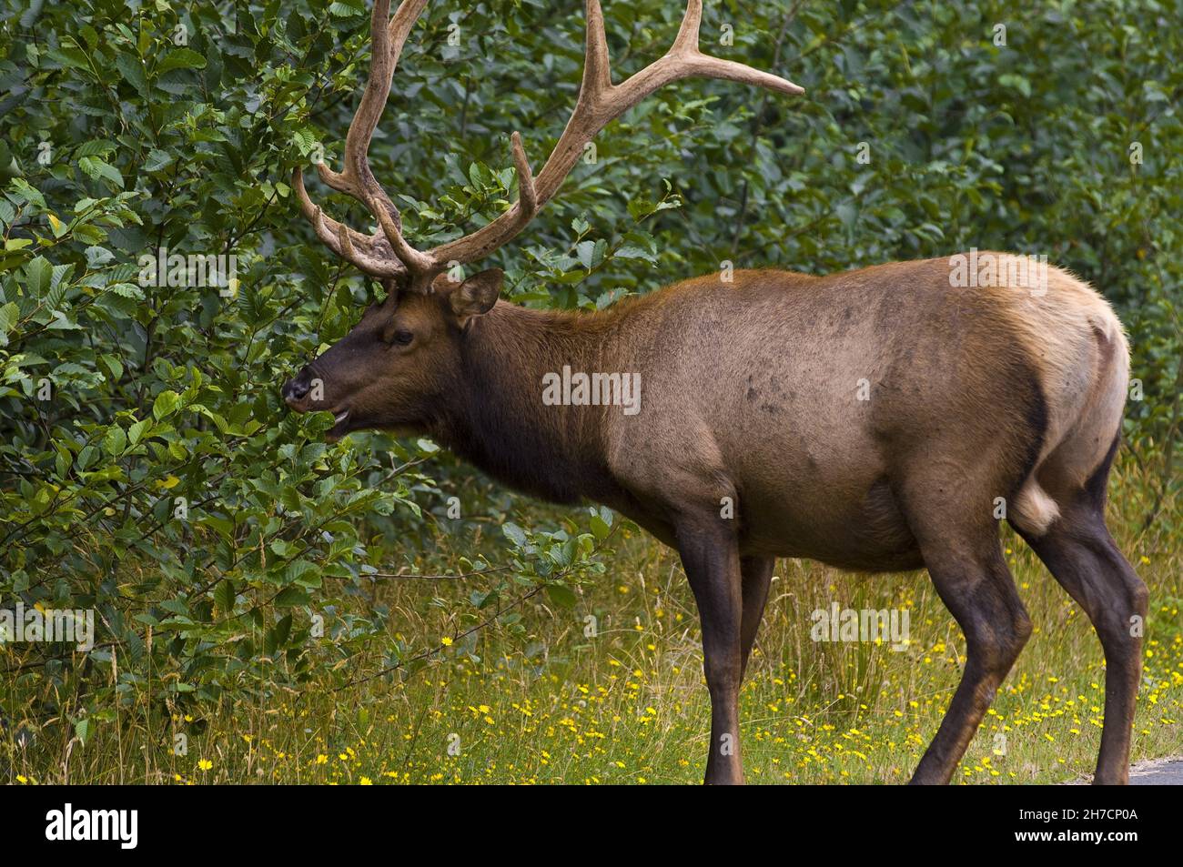 Roosevelt elk, Olympic elk (Cervus roosevelti, Cervus canadensis roosevelti), stag foraging, USA, California, Redwood National Park Stock Photo