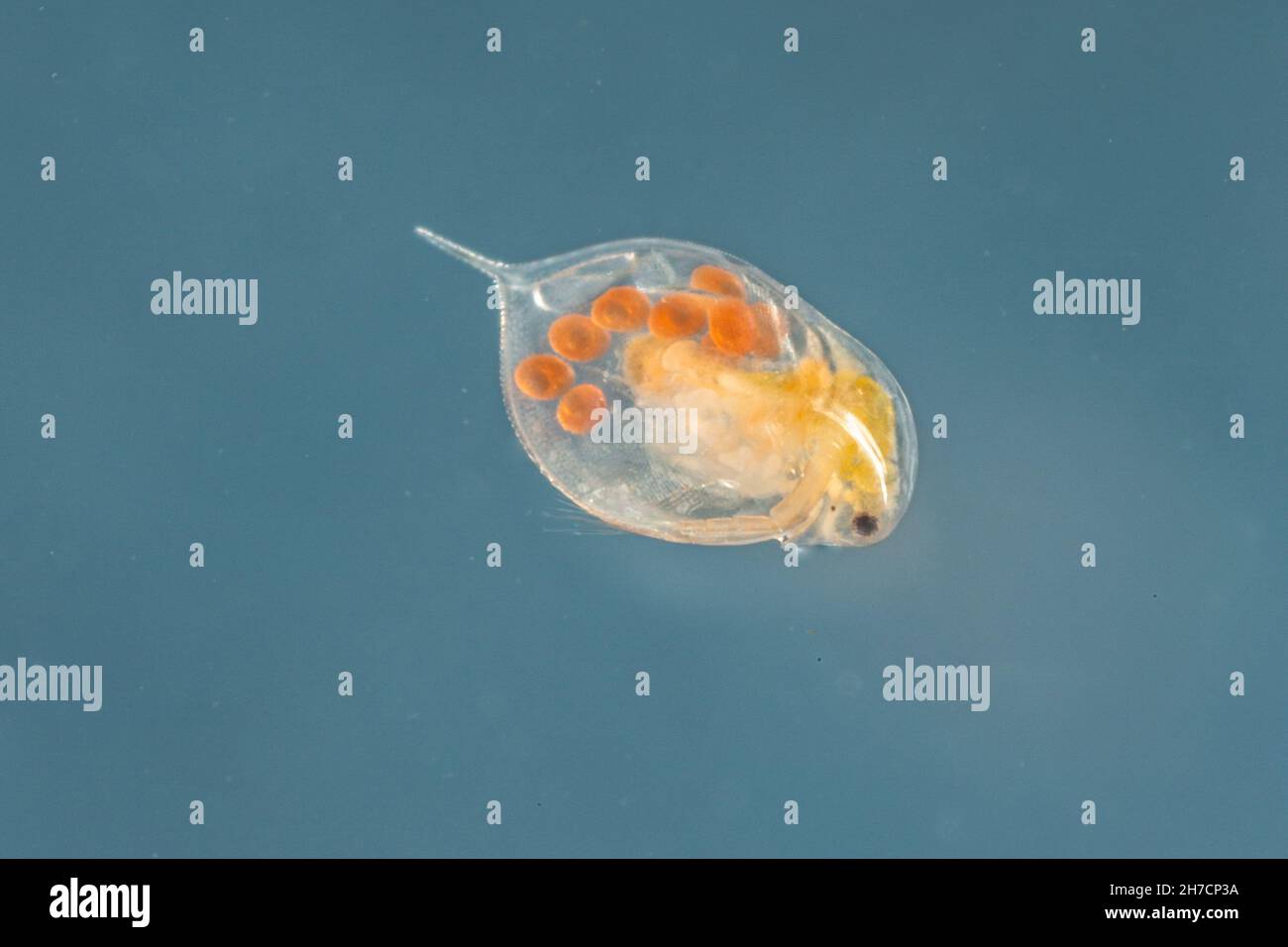 common water flea (Daphnia spec.), female with eggs in its breeding sac, Germany, Bavaria Stock