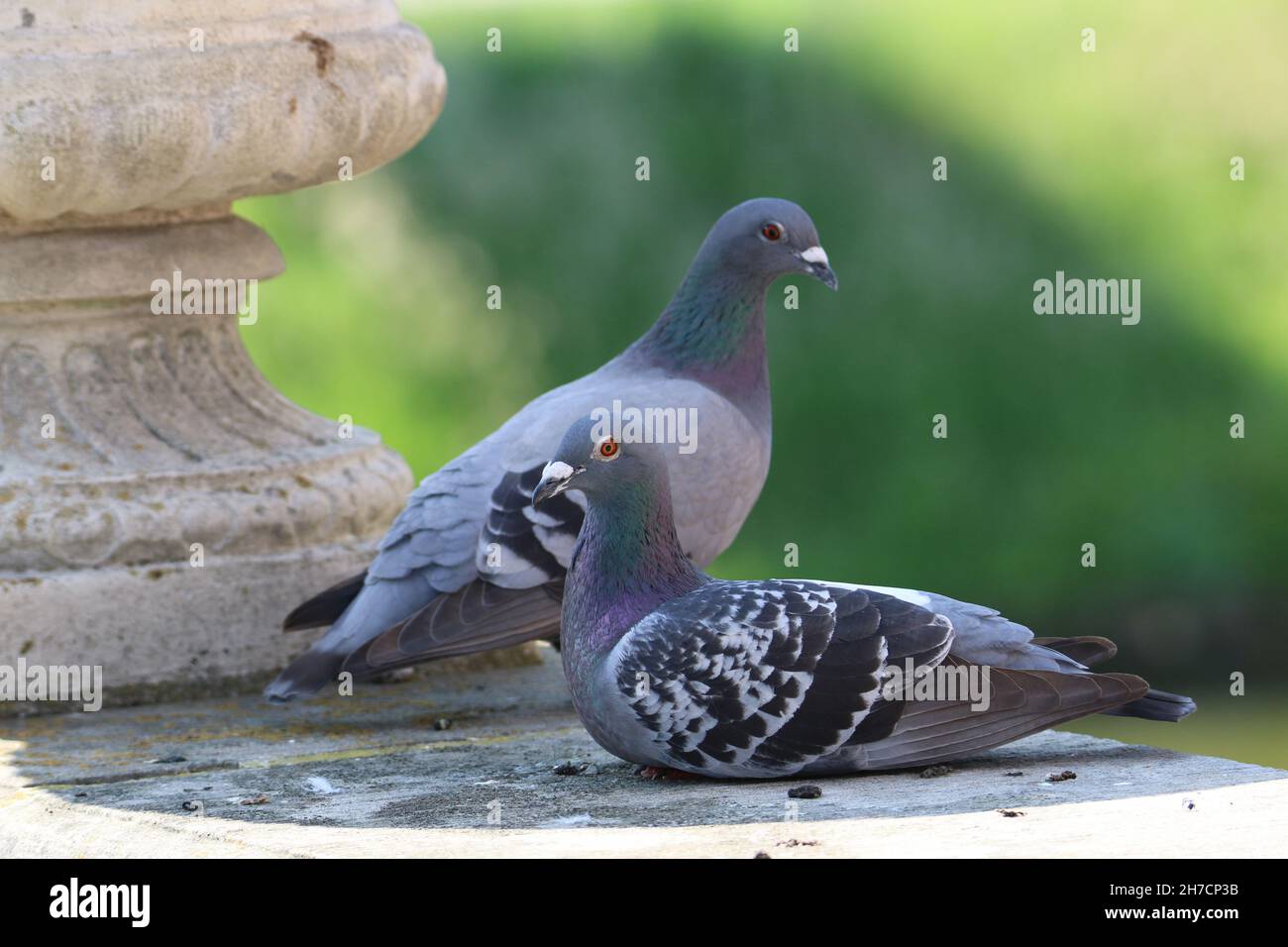 Domestic pigeon (Columba livia f. domestica), pidgeons rest on a castle wall, Germany Stock Photo