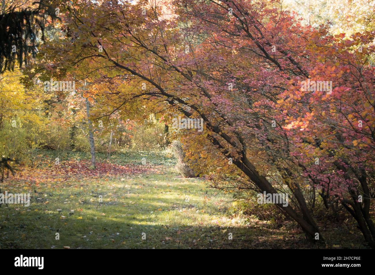 Forest with colorful trees and shrubs in autumn Stock Photo - Alamy