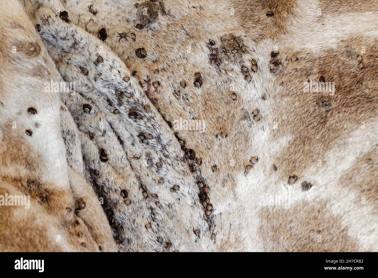 Closeup shot of many ticks on the giraffe skin in Kruger National Park ...