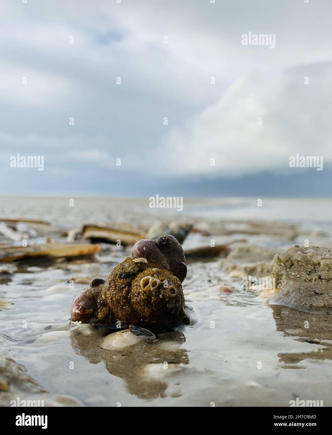 Shell on the beach of Amrum Island Stock Photo - Alamy