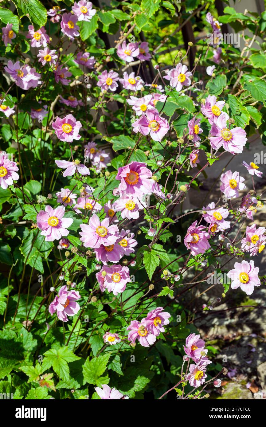 Anemone x Hybrida 'Margarete' a summer autumn fall flowering plant with a pink summertime flower commonly known as Japanese anemone, stock photo image Stock Photo