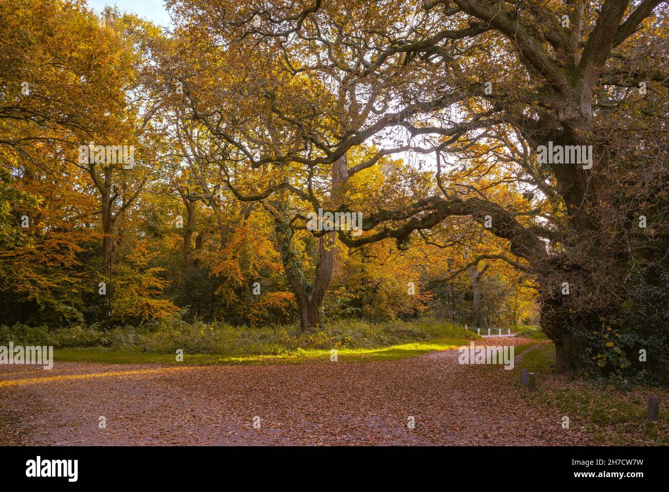 Southampton Common Park during autumn, Southampton, Hampshire, England, UK Stock Photo