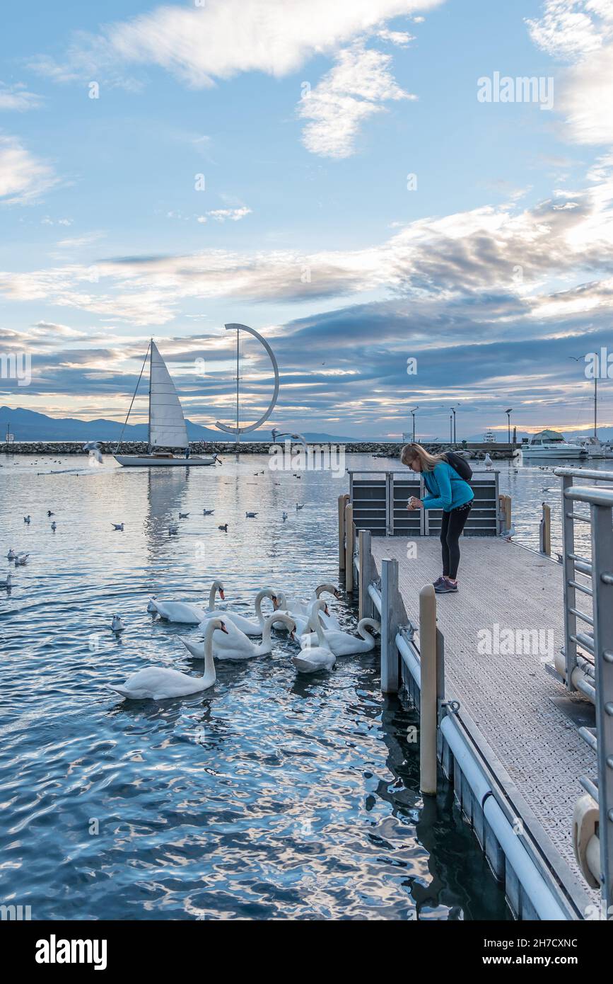 Adult woman feeding swans from a pier in Lausanne. Stock Photo