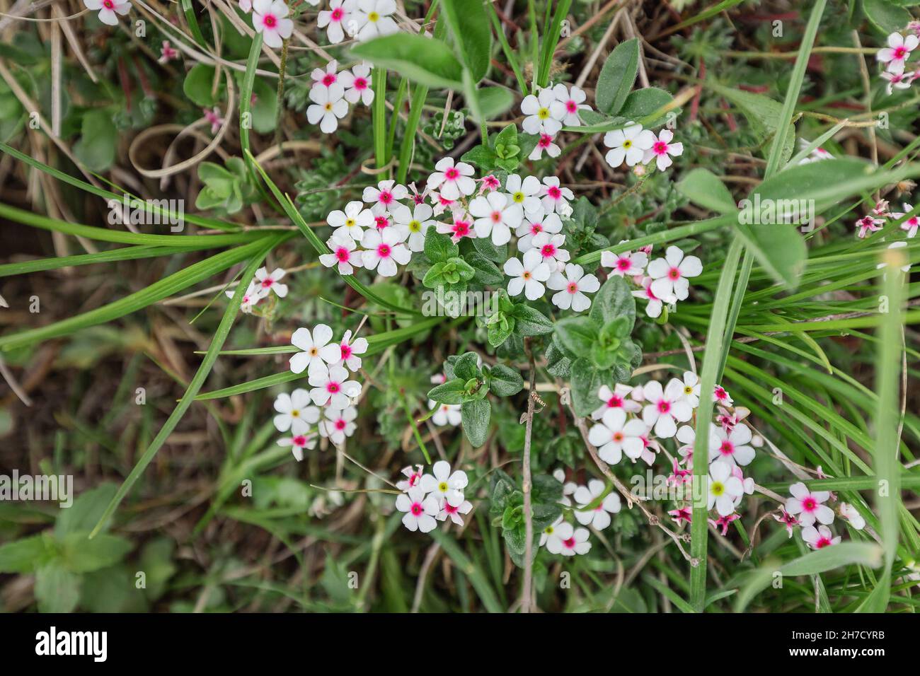 Androsace koso-poljanskii is a rare endangered species blooming at spring Stock Photo