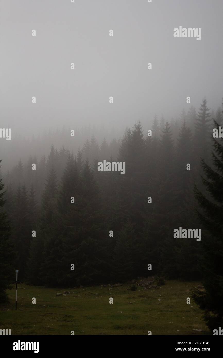 Vertical shot of a misty landscape with dense trees in the forest Stock ...