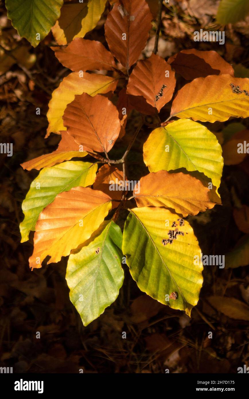 Blätter einer Buche: Die Farben des Herbsts im Berliner Grunewald - beech leaves: the colours of autumn in Berlin Grunewald forest Stock Photo