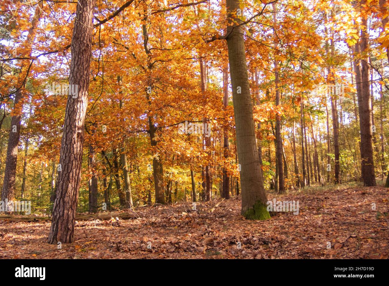 The colours of autumn in Berlin Grunewald forest Stock Photo Alamy