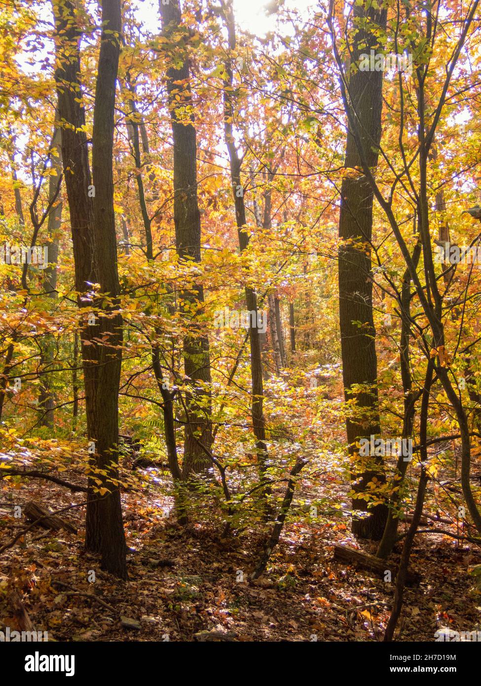 Die Farben des Herbsts im Berliner Grunewald - the colours of autumn in Berlin Grunewald forest Stock Photo