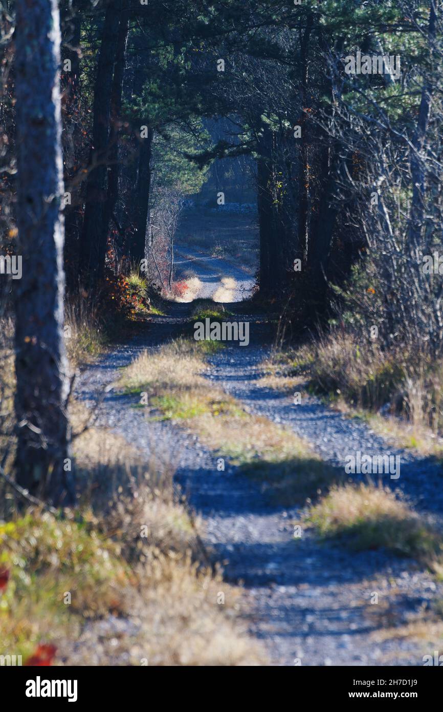 Beautiful tunel of pine trees on a country road through forest in autumn. Nature conservancy, forestry and travel concepts Stock Photo
