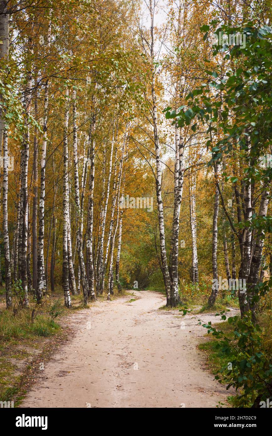 Birch tree alley at the autumn park Stock Photo