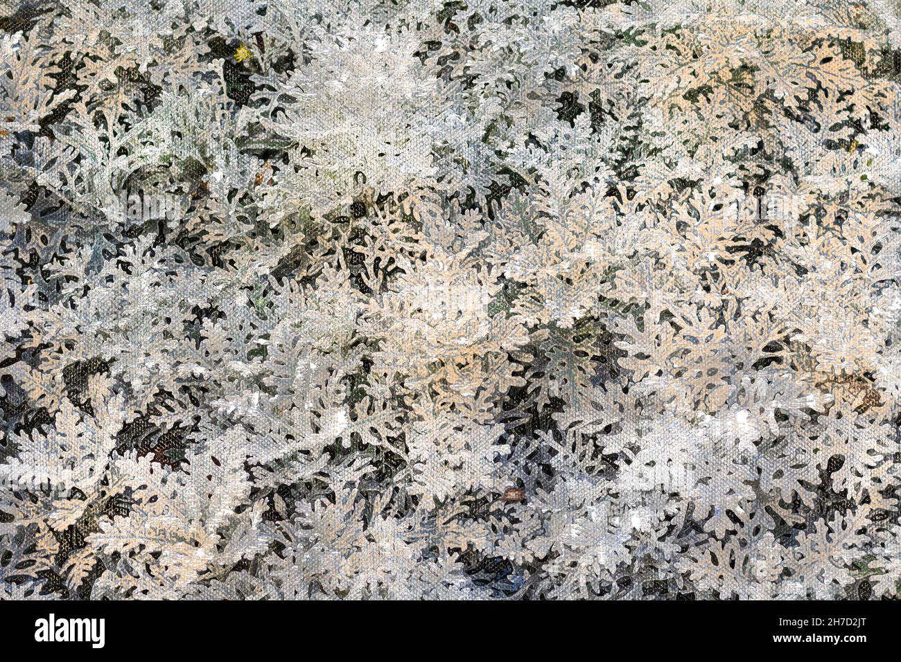 Jacobaea maritima, Dusty miller, Silver dust or Silver ragwort. Full frame of gray-silver leaves of the ornamental plant. Digital watercolor painting Stock Photo