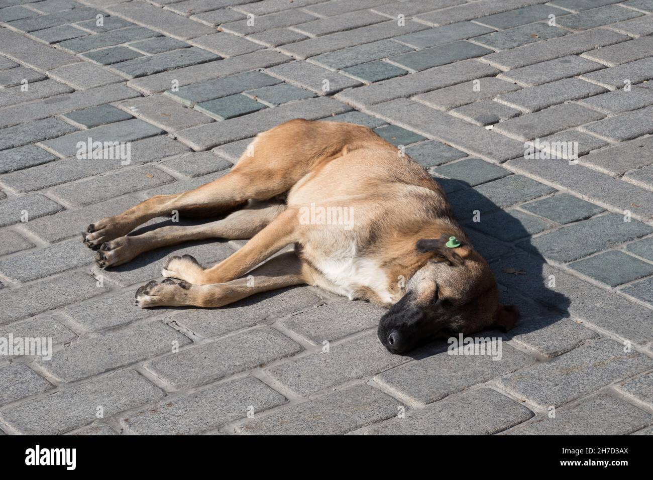 Stray dog with tag in ear lying on the street. Istanbul, Turkey