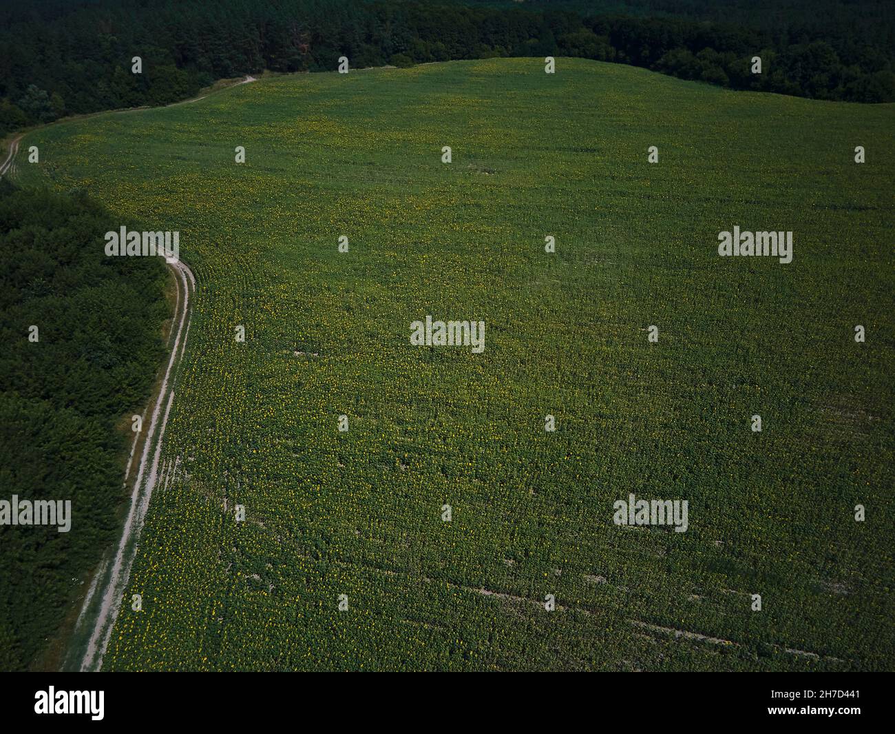 Drone aerial view of A sunny field of sunflowers in glowing yellow ...