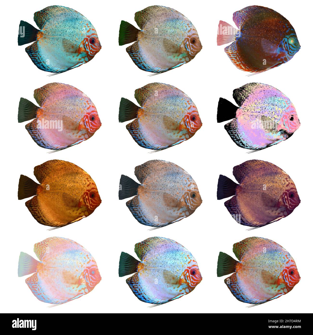 Digitally enhanced image of 12 color variations of Symphysodon, (colloquially known as discus) fresh water aquarium fish. Stock Photo