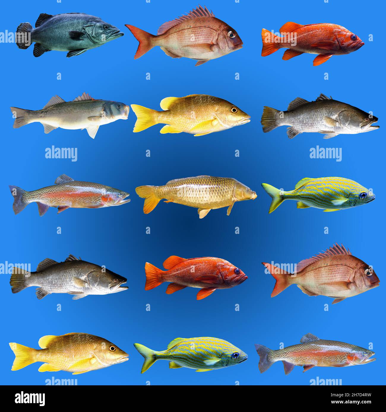 saltwater fish chart