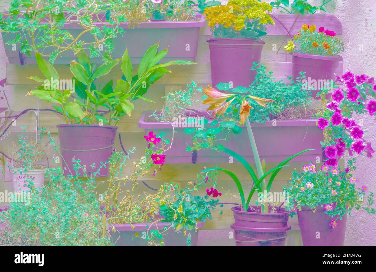 Digitally enhanced image of a Colourful vertical wall garden. potted plants in a vertical array on a wall Stock Photo