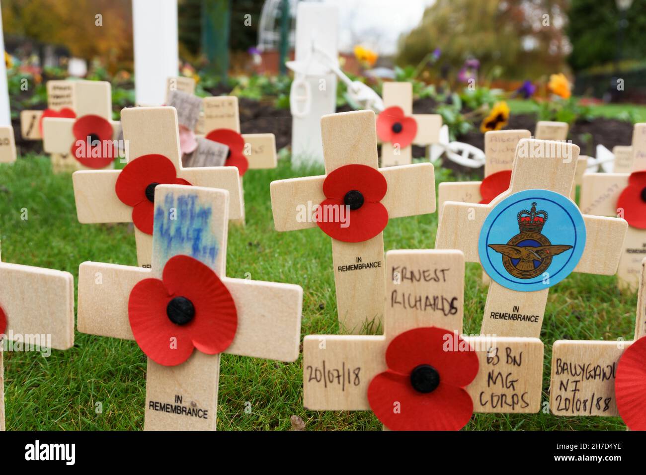 Remembrance day poppy crosses to commemorate fallen servicemen in past conflicts in Cae Glas park Oswestry England Stock Photo
