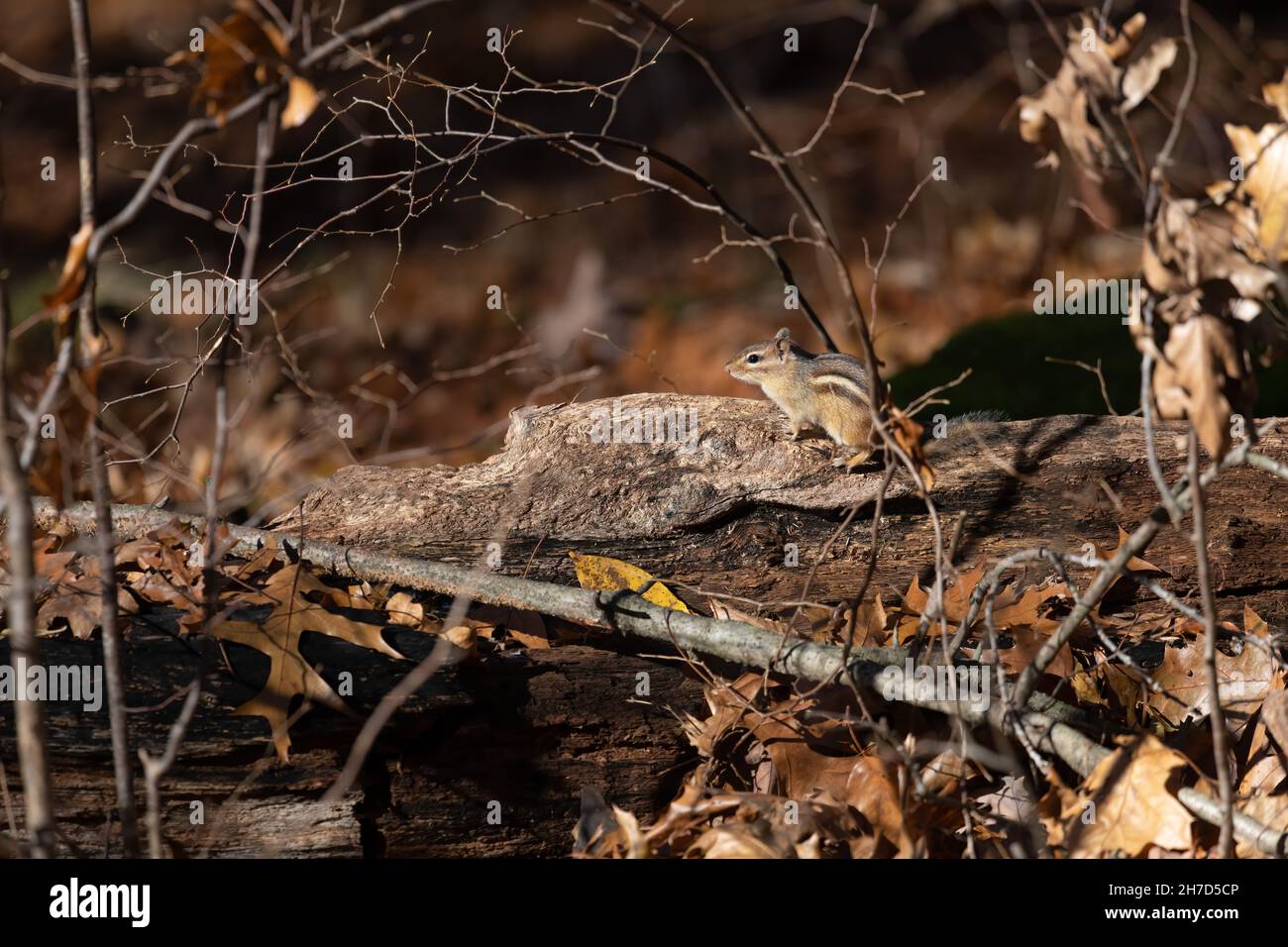 Side view of an Eastern Chipmunk (Tamias striatus) on a log in a forest in Michigan, USA. Stock Photo