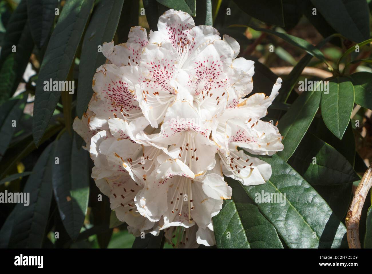 White rhododendron flowers in a garden during spring Stock Photo - Alamy