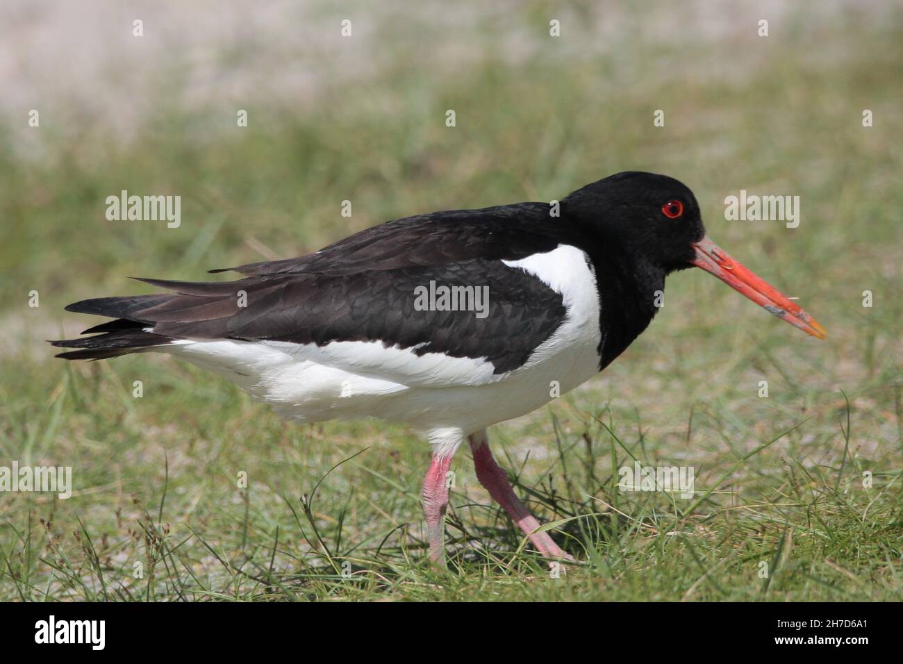 Common Oystercatcher (Haematopus ostralegus) on a meadow at Sehestedt, Germany Stock Photo