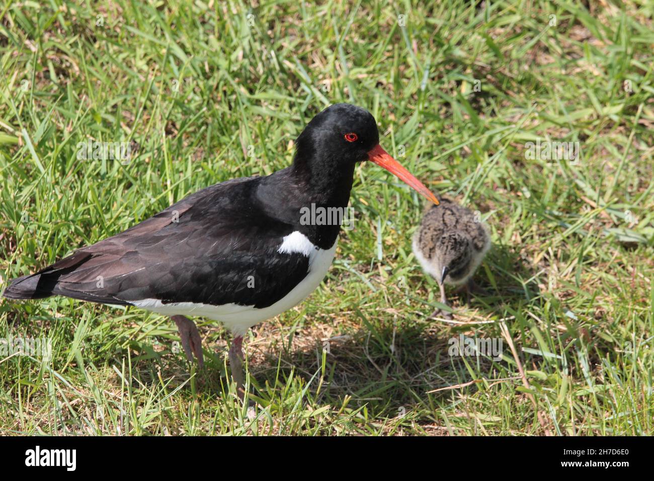 Common Oystercatcher (Haematopus ostralegus) on a meadow at Sehestedt, Germany Stock Photo