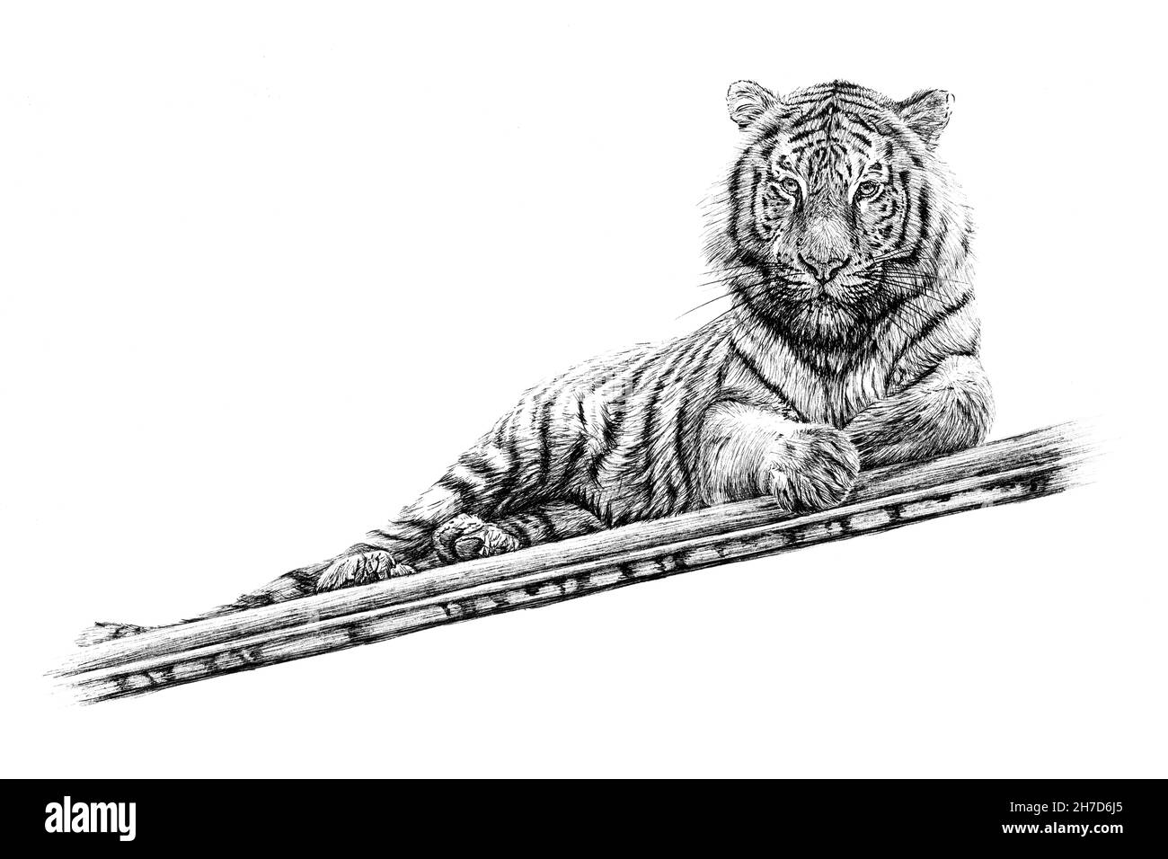 Discover 213+ tiger sketch best