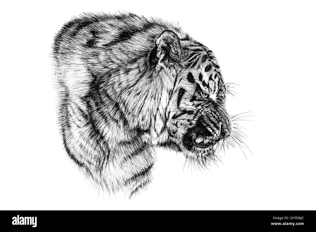 Stock Art Drawing of a White Bengal Tiger - inkart