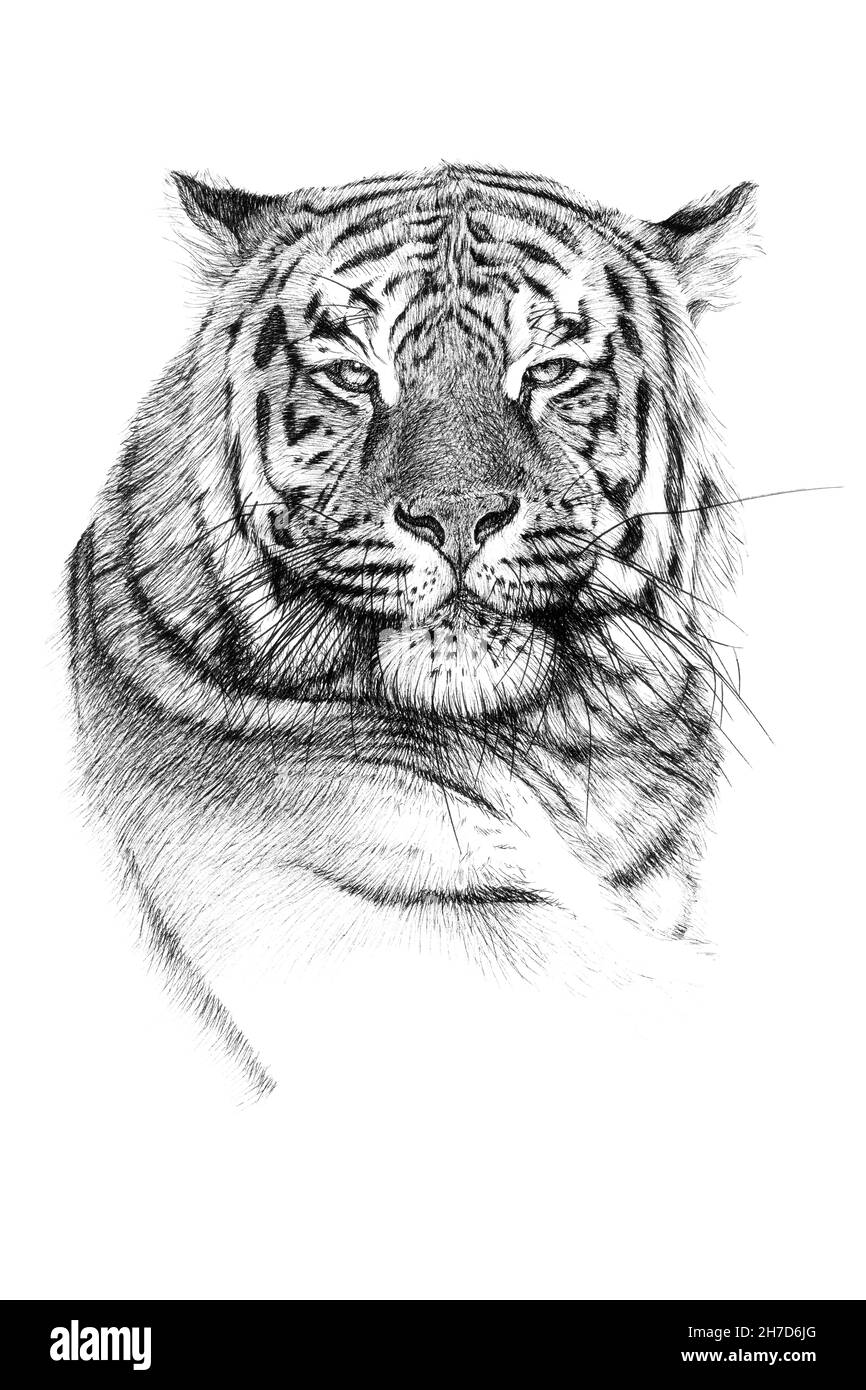 Hand drawn tiger portrait, sketch graphics monochrome illustration on white  background (originals, no tracing Stock Photo - Alamy