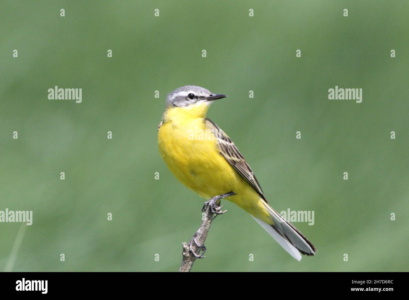 Male of Yellow Wagtail (Motacilla flava)  perched on a twig in a saltmarsh near Sehestedt, Germany Stock Photo