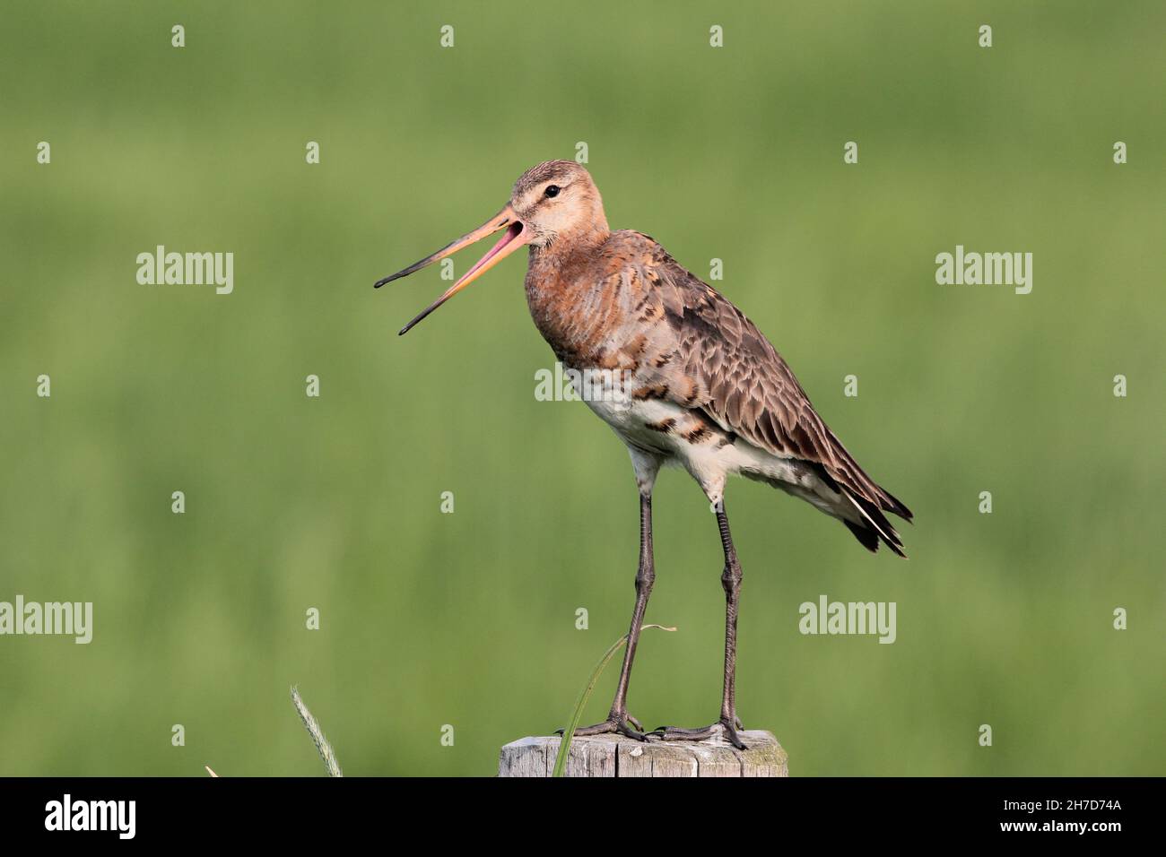 Male of Black-tailed Godwit (Limosa limosa) shouting on a pod in the Ochsenmoor region,  Lembruch, Germany Stock Photo