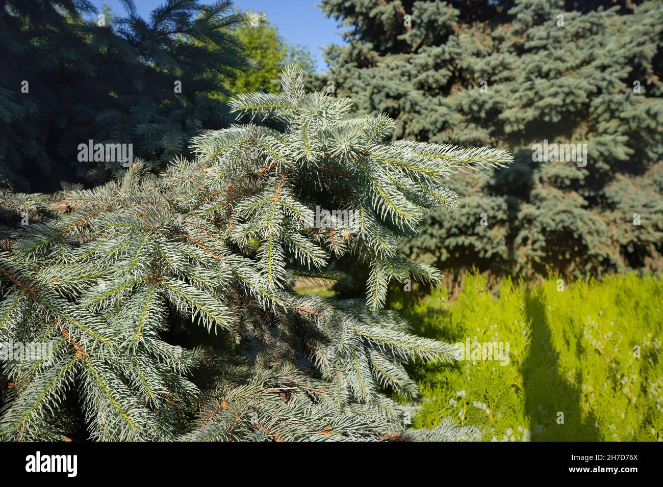 Blue spruce or Picea pungens branches with needles in a natural park as a background Stock Photo