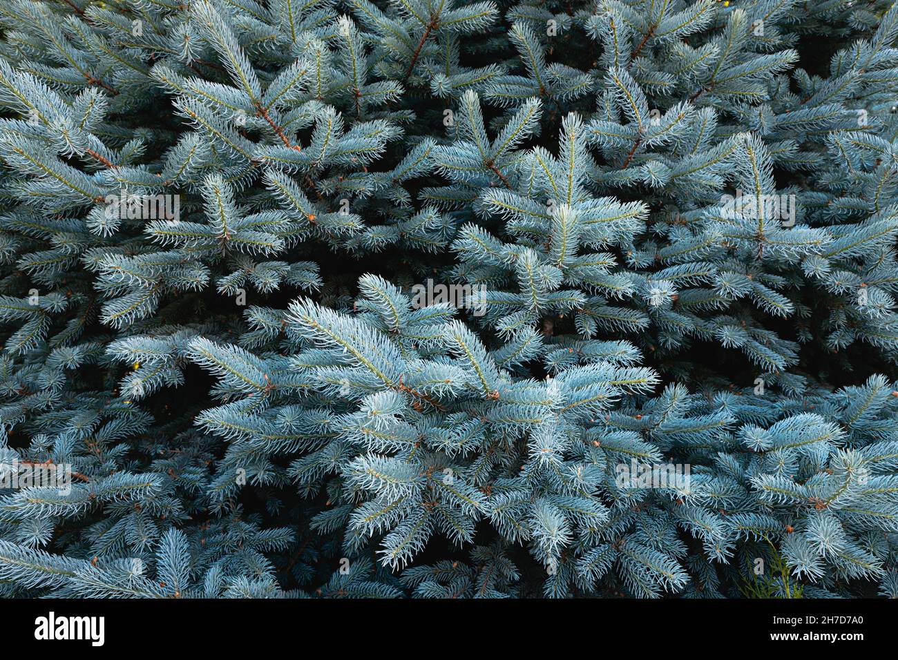 Blue spruce or Picea pungens branches with needles in a natural park as a background Stock Photo