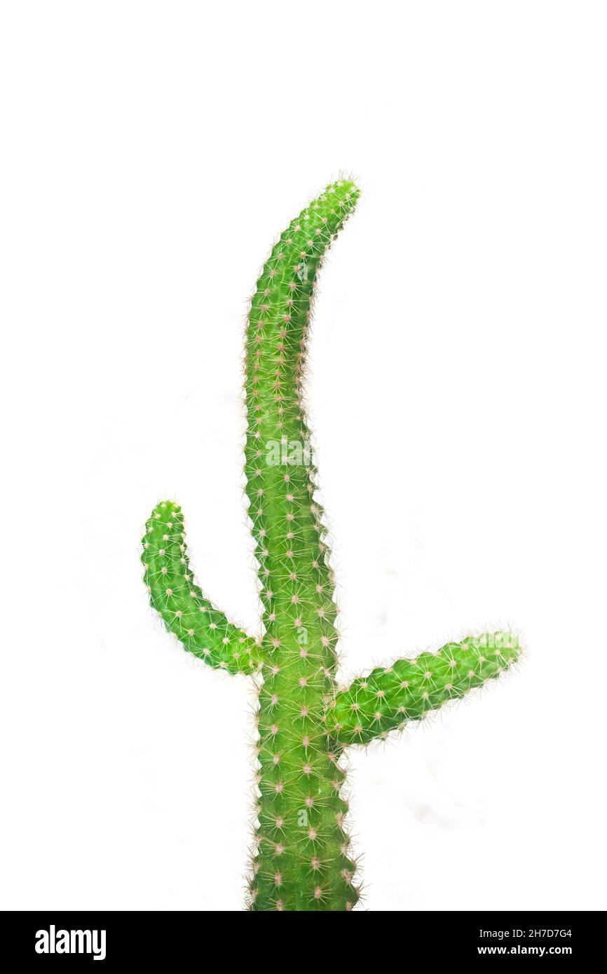 Thorny cactus on white background. Peanut Cactus (Echinopsis chamaecereus) Stock Photo