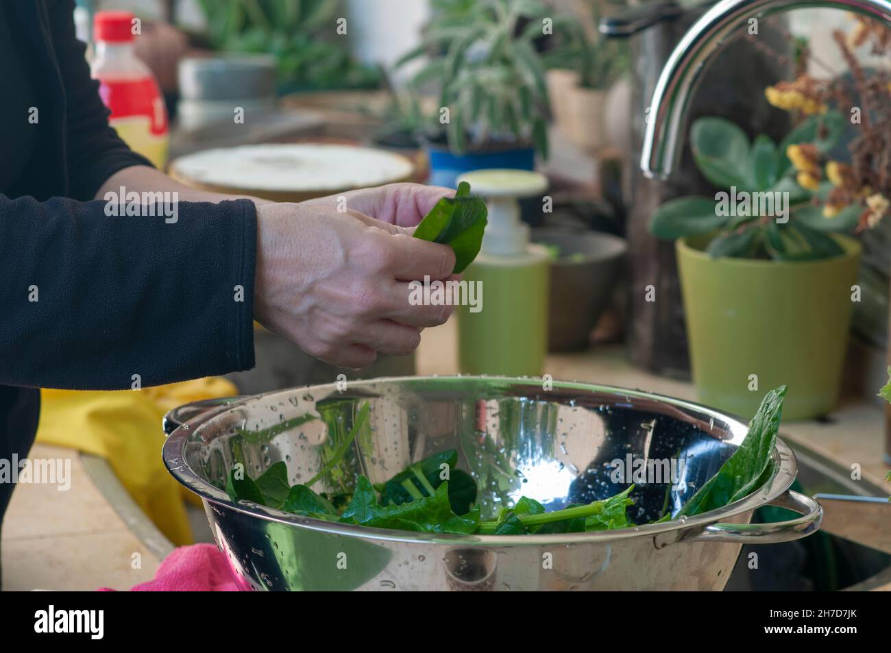 Unidentified Woman is washing freshly picked edible green Spinach (Spinacia oleracea) leafs Stock Photo